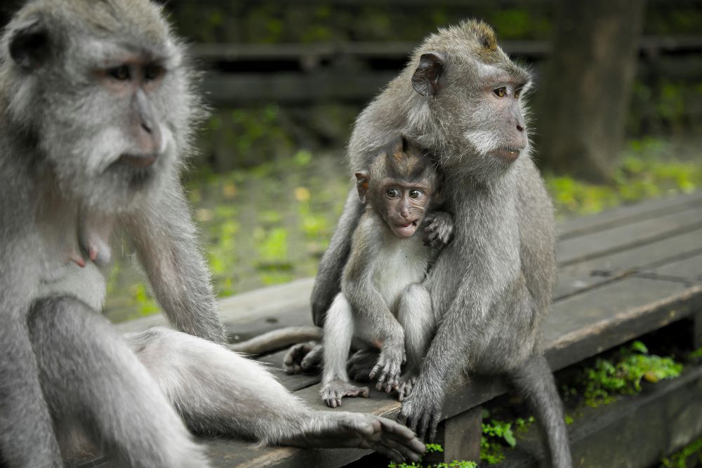 Sangeh Monkey Forest